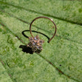 Single Nosepin on a Leaf